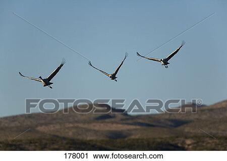 Three Sandhill Cranes in flight View Large Photo Image Stock Image - Three Sandhill Cranes in flight. Fotosearch
