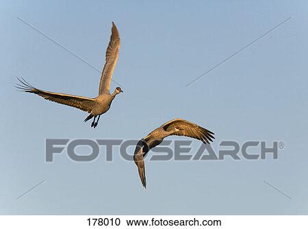 Two Sandhill Cranes in flight View Large Photo Image Stock Image - Two Sandhill Cranes in flight. Fotosearch