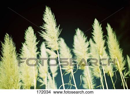 Close up of tall grass View Large Photo Image Picture - Close up of tall grass. Fotosearch