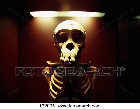 Front view of animal skeleton under lamp, British Museum, London, England View Large Photo Image Stock Photography - Front view of animal skeleton under lamp, British Museum, London, England. Fotosearch