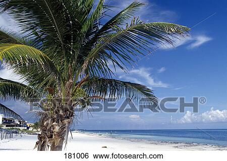Stock Photograph - Close-up of palm tree on beach, Yucatan, Mexico. Fotosearch
