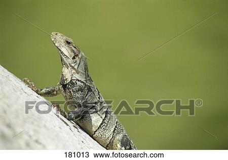 Lizard on Kulkulcán pyramid, Chichén Itzà, Yucatan, Mexico View Large Photo Image Stock Image - Lizard on Kulkulcán pyramid, Chichén Itzà, Yucatan, Mexico. Fotosearch