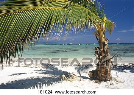 Palm tree on beach, Yucatan, Mexico View Large Photo Image Picture - Palm tree on beach, Yucatan, Mexico. Fotosearch