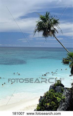 People swimming on beach with rock and palm tree, Yucatan, Mexico View Large Photo Image Stock Photo - People swimming on beach with rock and palm tree, Yucatan, Mexico. Fotosearch
