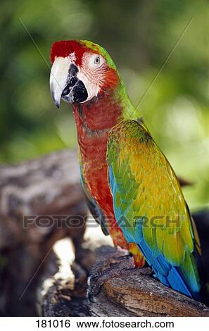 Stock Photograph - Red Macaw perching on a log in a wildlife reserve. Fotosearch