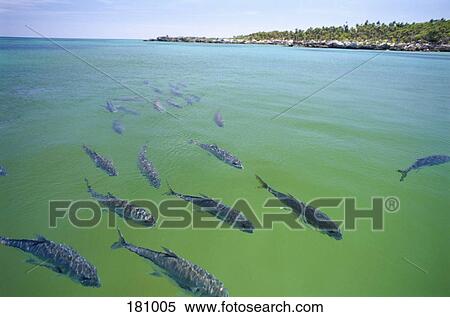 Stock Photography - School of fish swimming in wildlife reserve, Xel-Há, Mexico. Fotosearch