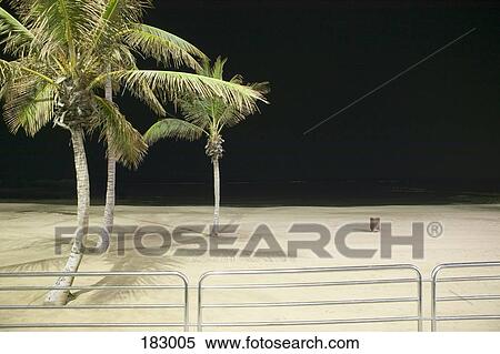 Illuminated beach with palm trees at night View Large Photo Image Stock Photography - Illuminated beach with palm trees at night. Fotosearch