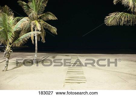 Palm trees and boardwalk leading to sea View Large Photo Image Stock Photo - Palm trees and boardwalk leading to sea. Fotosearch