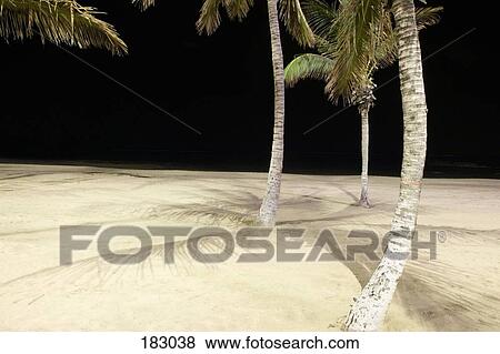 Palm trees at night on deserted beach View Large Photo Image Stock Photo - Palm trees at night on deserted beach. Fotosearch