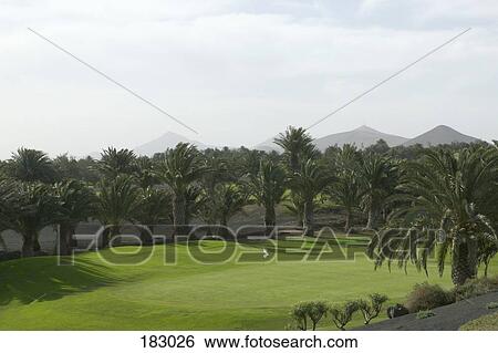Stock Photograph - Putting green of golf course surrounded by palm trees. Fotosearch