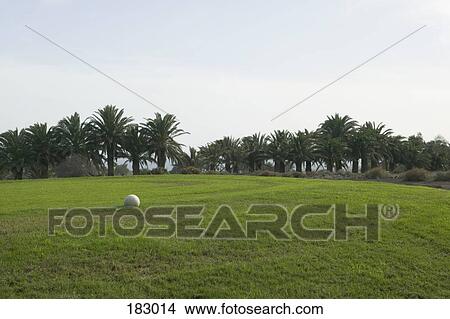 White ball on grass with palm trees in background View Large Photo Image Picture - White ball on grass with palm trees in background. Fotosearch