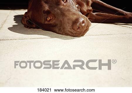 Brown dog lying in sun View Large Photo Image Stock Image - Brown dog lying in sun. Fotosearch