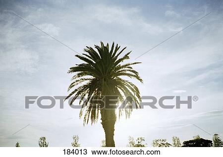 Palm tree on sunny day View Large Photo Image Stock Image - Palm tree on sunny day. Fotosearch