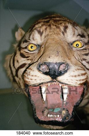 Stock Image - Sculpture of snarling tiger. Fotosearch