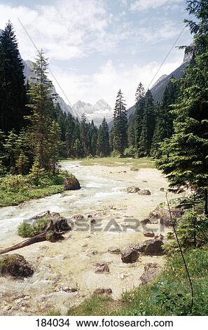 Stream surrounded by fir trees and mountains, Tirol, Austria View Large Photo Image Picture - Stream surrounded by fir trees and mountains, Tirol, Austria. Fotosearch