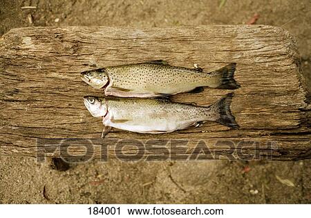 Stock Image - Two fish side by side. Fotosearch