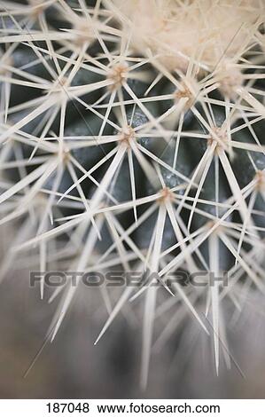 Stock Photo - Close-up of a cactus plant. Fotosearch