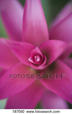 Close-up of pink flower View Large Photo Image Stock Image - Close-up of pink flower. Fotosearch