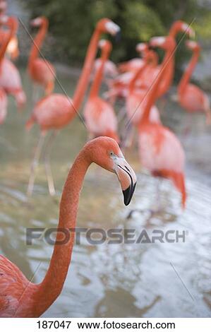 Flock of American Flamingos (Phoenicopterus ruber) View Large Photo Image Stock Photo - Flock of American Flamingos (Phoenicopterus ruber). Fotosearch