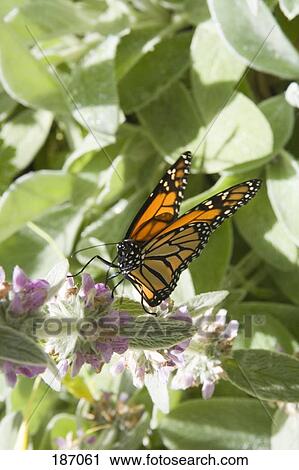 Stock Image - Monarch butterfly (Danaus plexippus) on plant. Fotosearch
