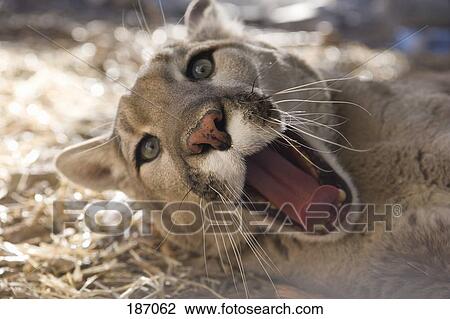 Mountain lion lying down and yawning View Large Photo Image Stock Image - Mountain lion lying down and yawning. Fotosearch