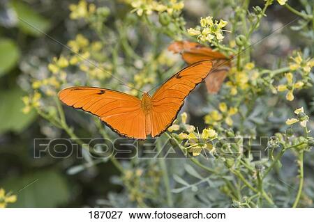 Stock Photo - Orange butterflies on flowers. Fotosearch