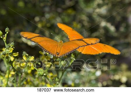 Pair of orange butterflies on flowers View Large Photo Image Stock Photo - Pair of orange butterflies on flowers. Fotosearch
