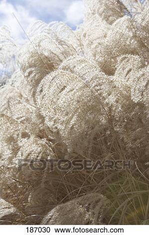 Stock Image - Pampas grass. Fotosearch