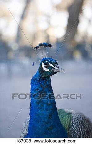 Peacock (Pavo cristatus) View Large Photo Image Stock Photo - Peacock (Pavo cristatus). Fotosearch