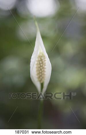 White Peace Lily Spathiphyllum Stock Image Fotosearch