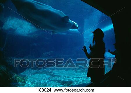 Children watching animals swimming in aquarium View Large Photo Image Picture - Children watching animals swimming in aquarium. Fotosearch