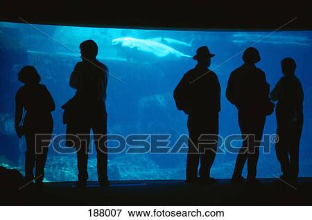 People watching Beluga whales (Delphinapterus leucas) swimming in aquarium View Large Photo Image Stock Photo - People watching Beluga whales (Delphinapterus leucas) swimming in aquarium. Fotosearch