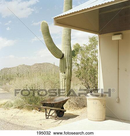 A cactus plant next to a bu idling View Large Photo Image Stock Image - A cactus plant next to a bu idling. Fotosearch