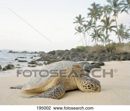 A sea turtle (Chelonia mydas) lying on a sandy beach View Large Photo Image Stock Image - A sea turtle (Chelonia mydas) lying on a sandy beach. Fotosearch