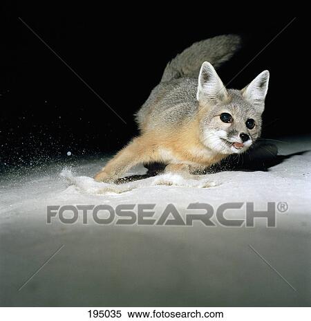 Stock Photography - A snow fox. Fotosearch