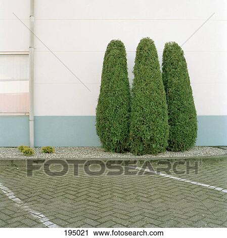 A three-pronged green bush View Large Photo Image Stock Image - A three-pronged green bush. Fotosearch