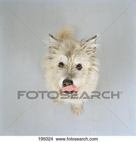 Picture - A white dog licking its nose. Fotosearch