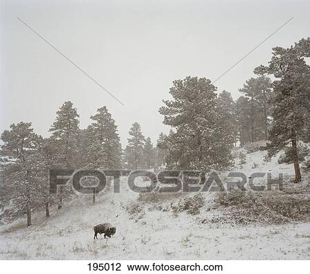 An American buffalo (bison) standing on a snowy hillside View Large Photo Image Stock Image - An American buffalo (bison) standing on a snowy hillside. Fotosearch