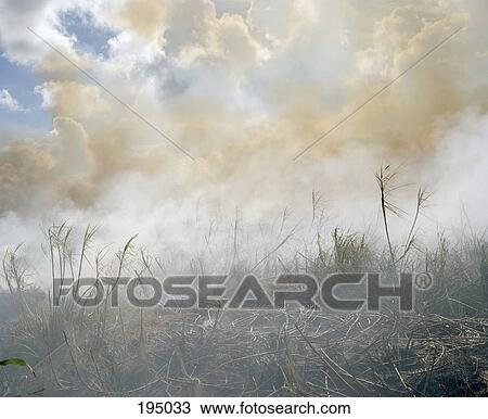 The aftermath of a brush fire View Large Photo Image Stock Image - The aftermath of a brush fire. Fotosearch