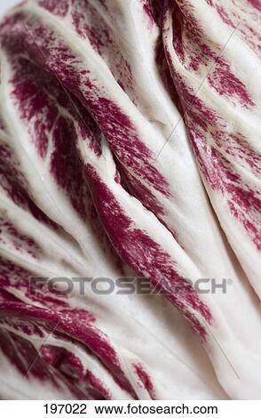 Radisho lettuce View Large Photo Image Stock Image - Radisho lettuce. Fotosearch