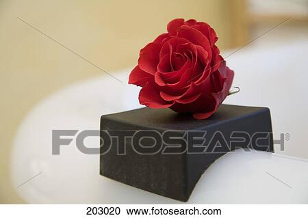 Red rose on the edge of bathtub View Large Photo Image Stock Image - Red rose on the edge of bathtub. Fotosearch