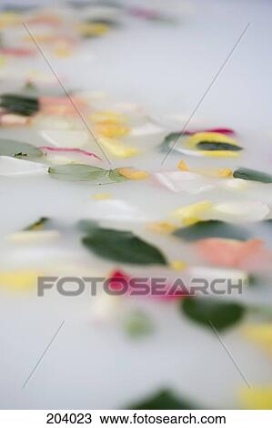 Stock Image - Flower petals floating on water in bathtub. Fotosearch