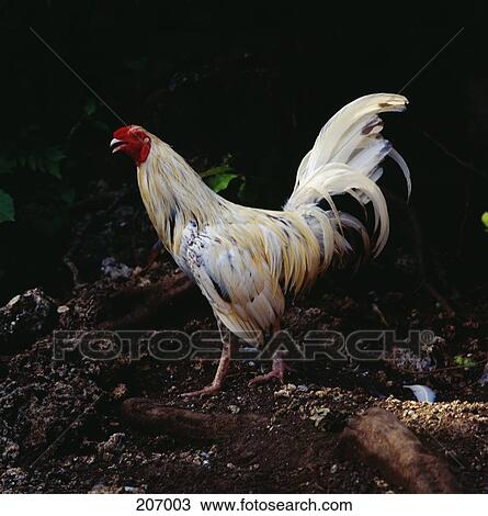 Chicken View Large Photo Image Stock Image - Chicken. Fotosearch