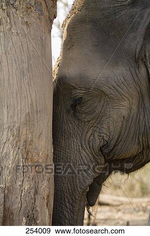 Stock Photo - Elephant leaning against tree. Fotosearch