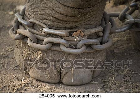 Elephant’s feet chained together View Large Photo Image Stock Photography - Elephant’s feet chained together. Fotosearch