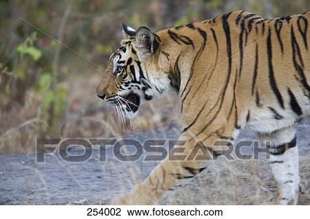 Stalking tiger View Large Photo Image Stock Image - Stalking tiger. Fotosearch