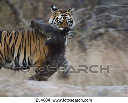 Picture - Tiger biting prey. Fotosearch