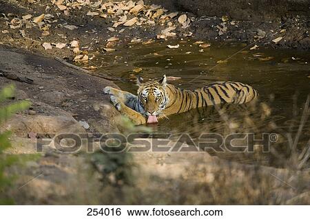 Tiger drinking water from pond View Large Photo Image Stock Photograph - Tiger drinking water from pond. Fotosearch