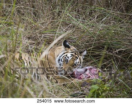 Tiger lying down in grass feeding on kill View Large Photo Image Stock Photography - Tiger lying down in grass feeding on kill. Fotosearch