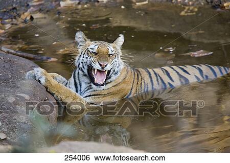 Stock Photograph - Tiger lying down in water and snarling. Fotosearch